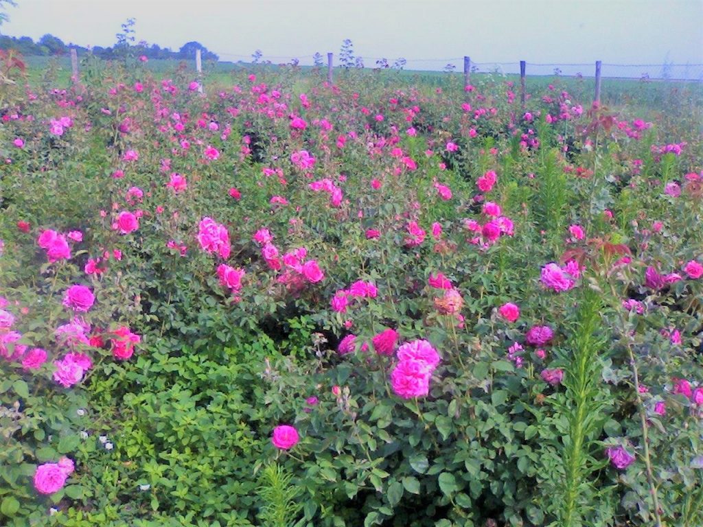 Plantația Deliciul Mihaelei