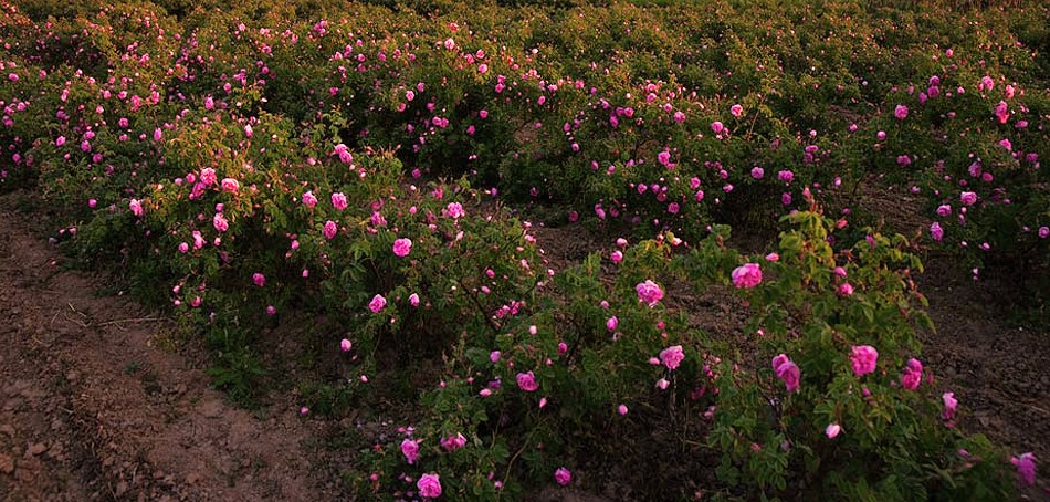Plantația Deliciul Mihaelei